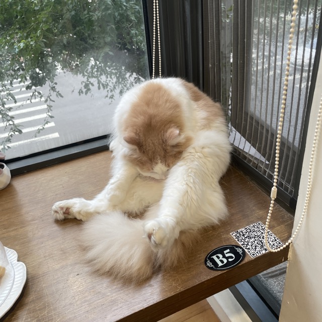 台中凹凹 Miao Woo 貓咪咖啡廳店內可愛貓咪，只要100就能擼貓！10 中