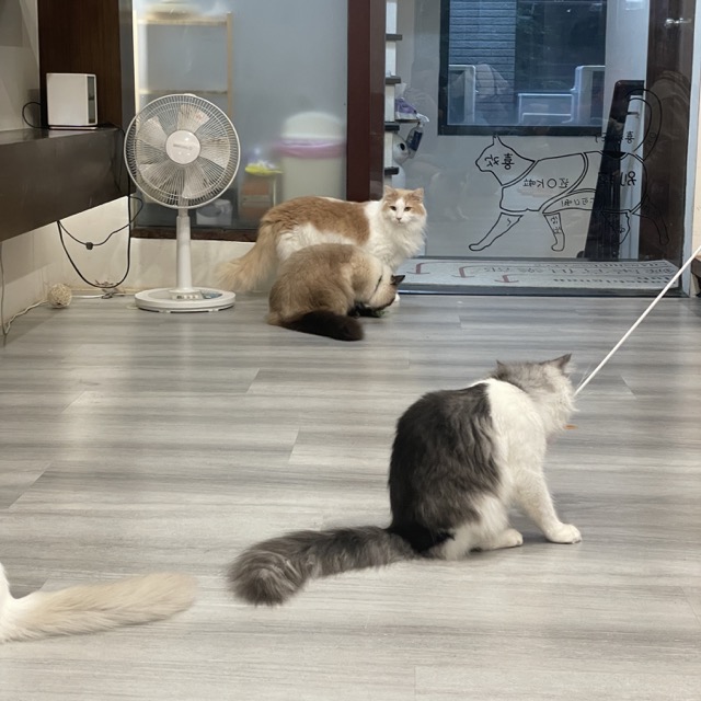 台中凹凹 Miao Woo 貓咪咖啡廳店內可愛貓咪，只要100就能擼貓！11 中
