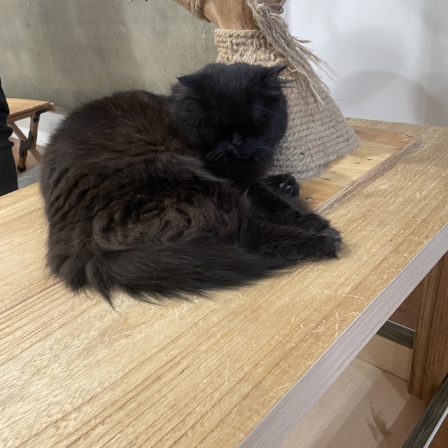 台中凹凹 Miao Woo 貓咪咖啡廳店內可愛貓咪，只要100就能擼貓！7 中