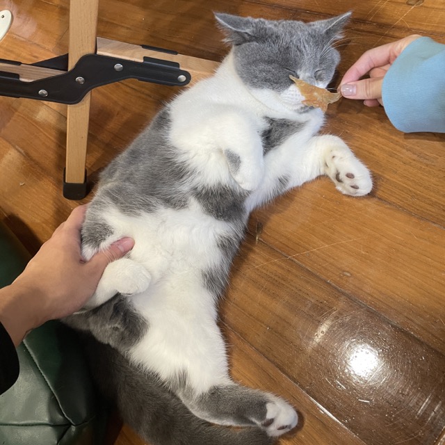 台中凹凹 Miao Woo 貓咪咖啡廳店內可愛貓咪，只要100就能擼貓！9 中